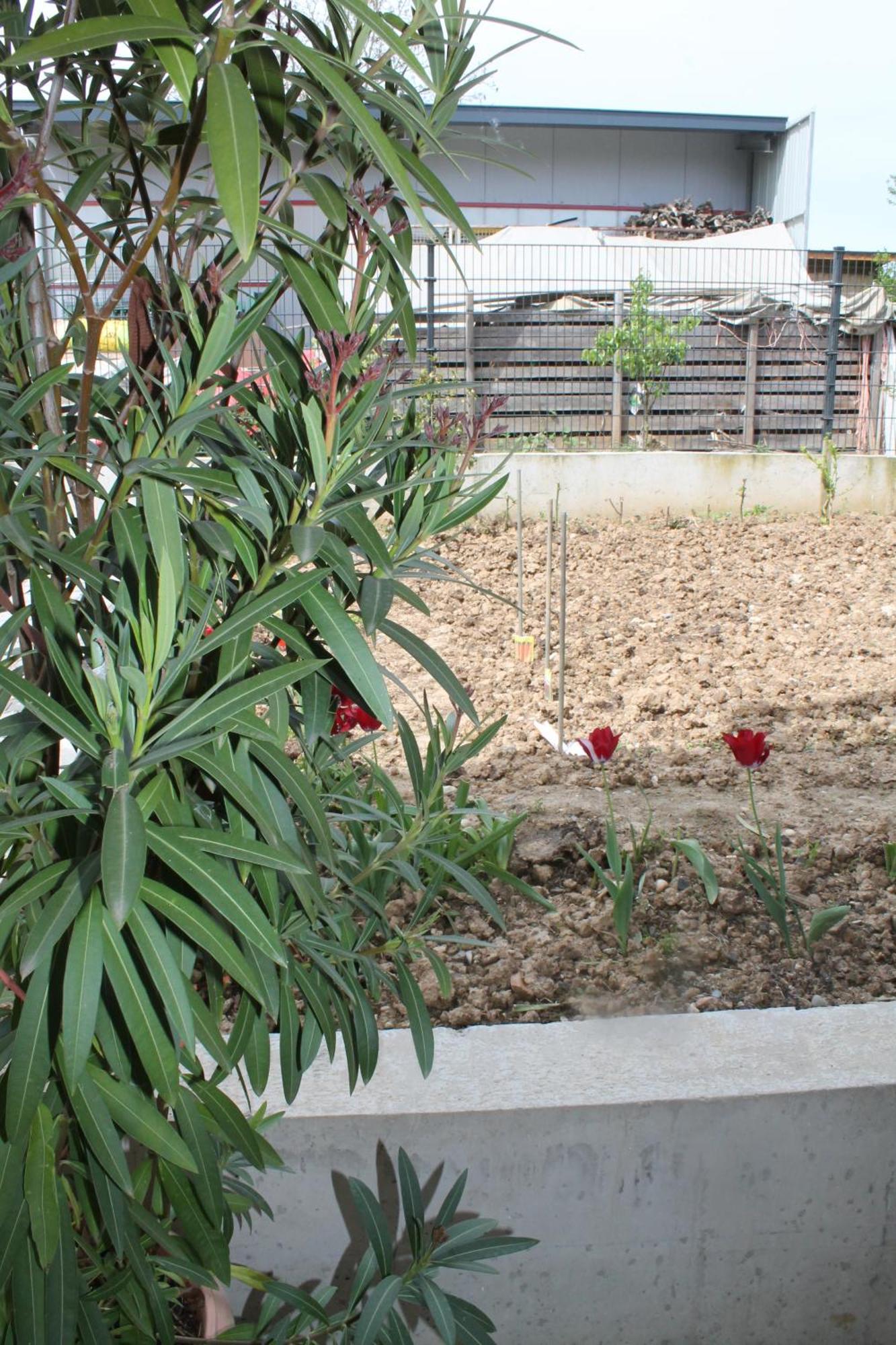 Le Jardin De Clementine * Wingersheim-les-Quatre-Bans